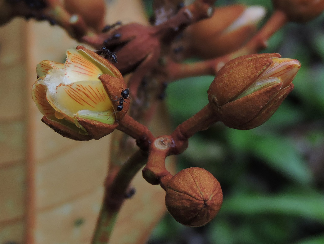 Hypericaceae Vismia japurensis