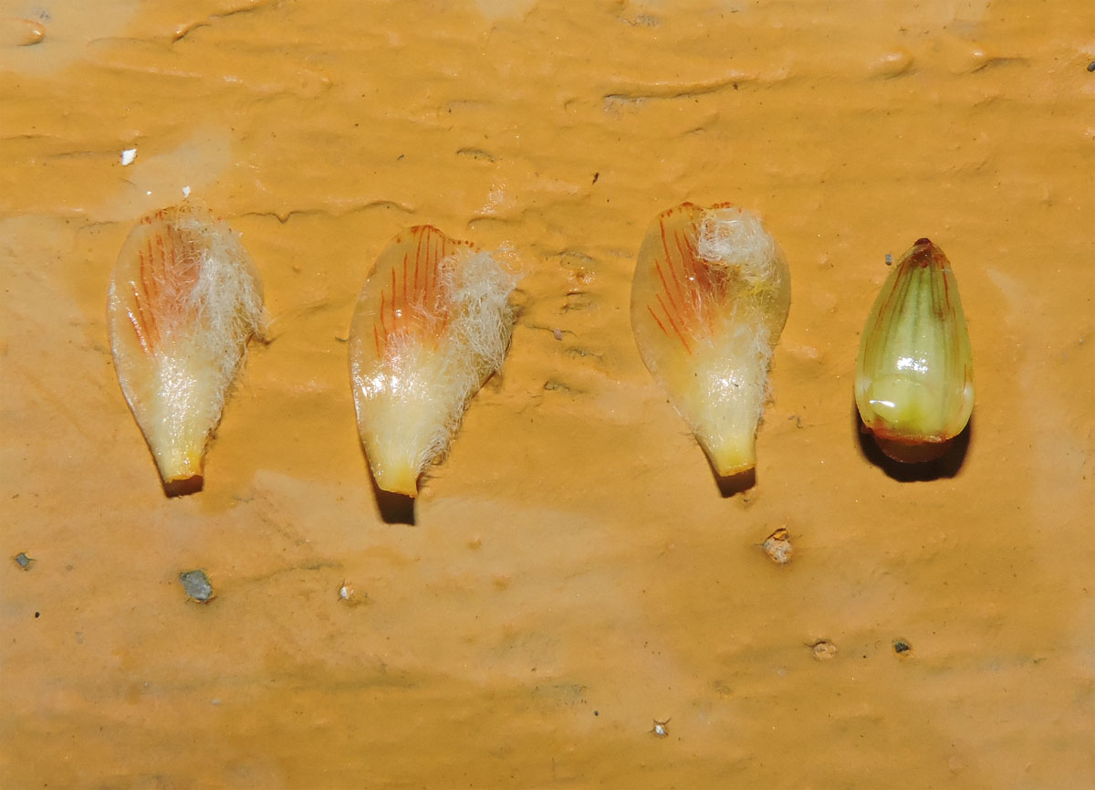 Hypericaceae Vismia japurensis