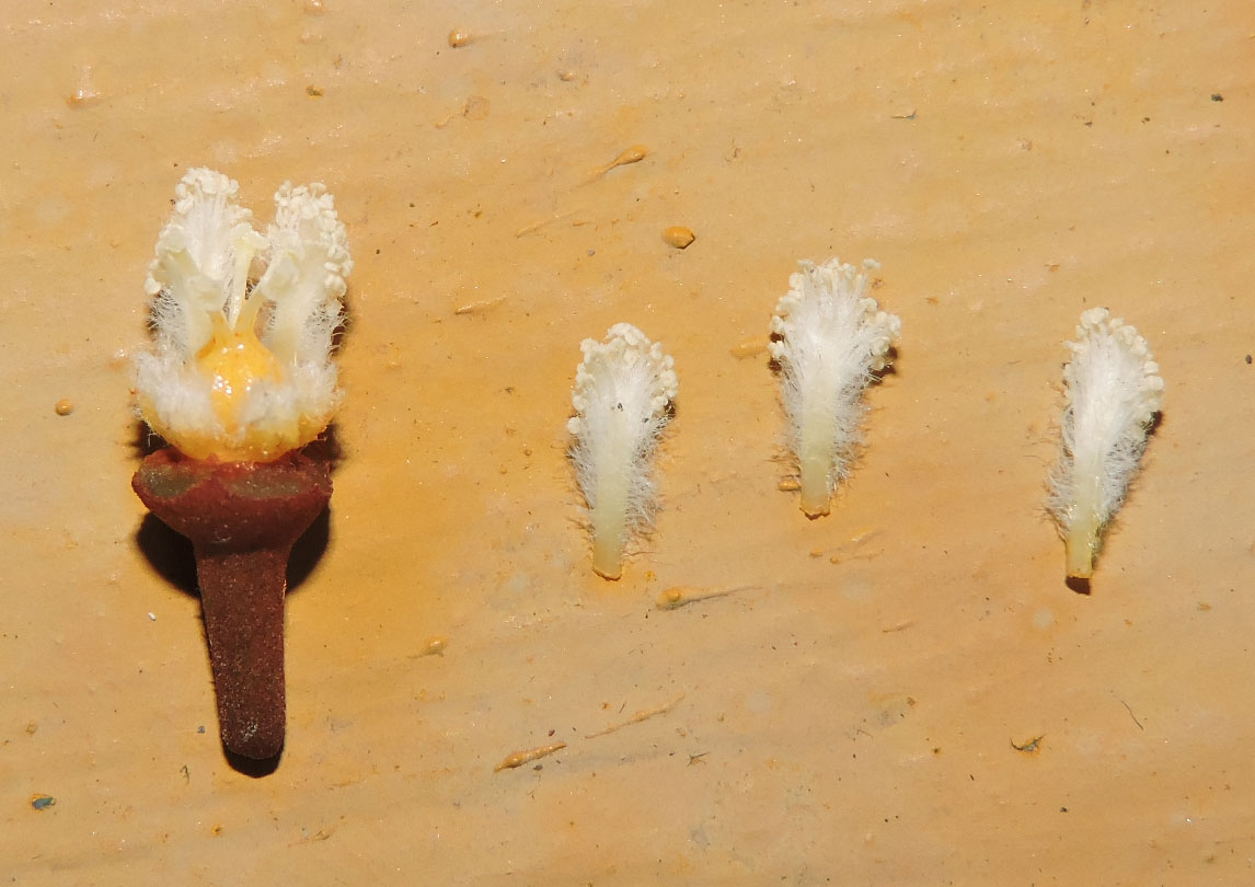Hypericaceae Vismia japurensis
