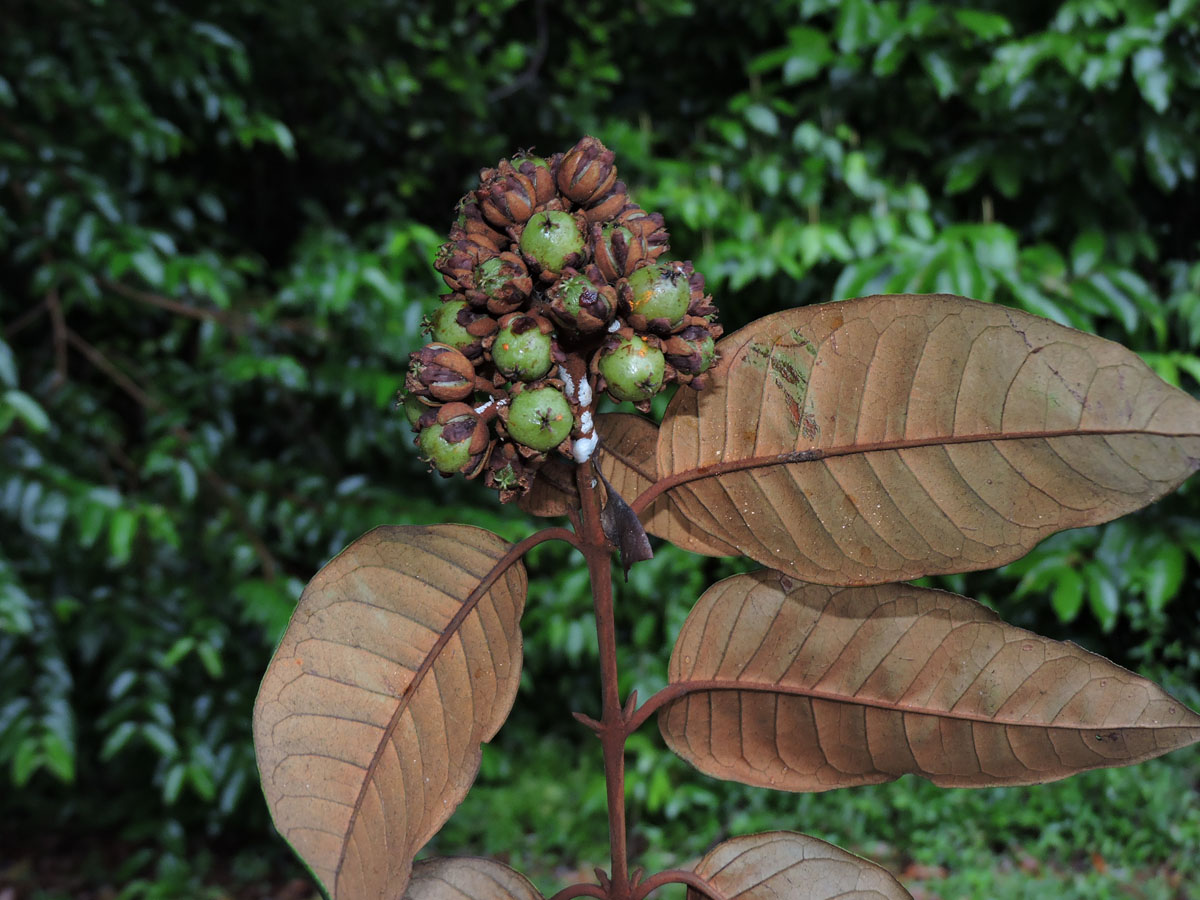 Hypericaceae Vismia japurensis