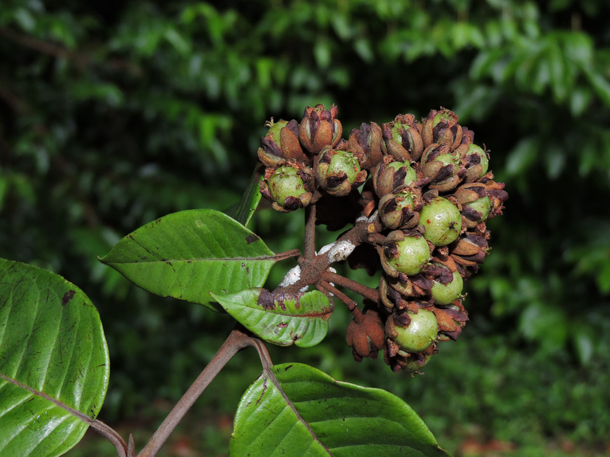 Hypericaceae Vismia japurensis