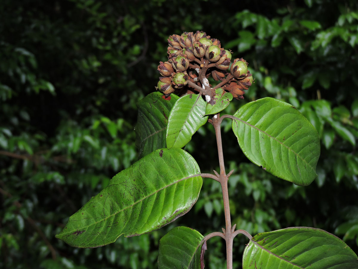 Hypericaceae Vismia japurensis