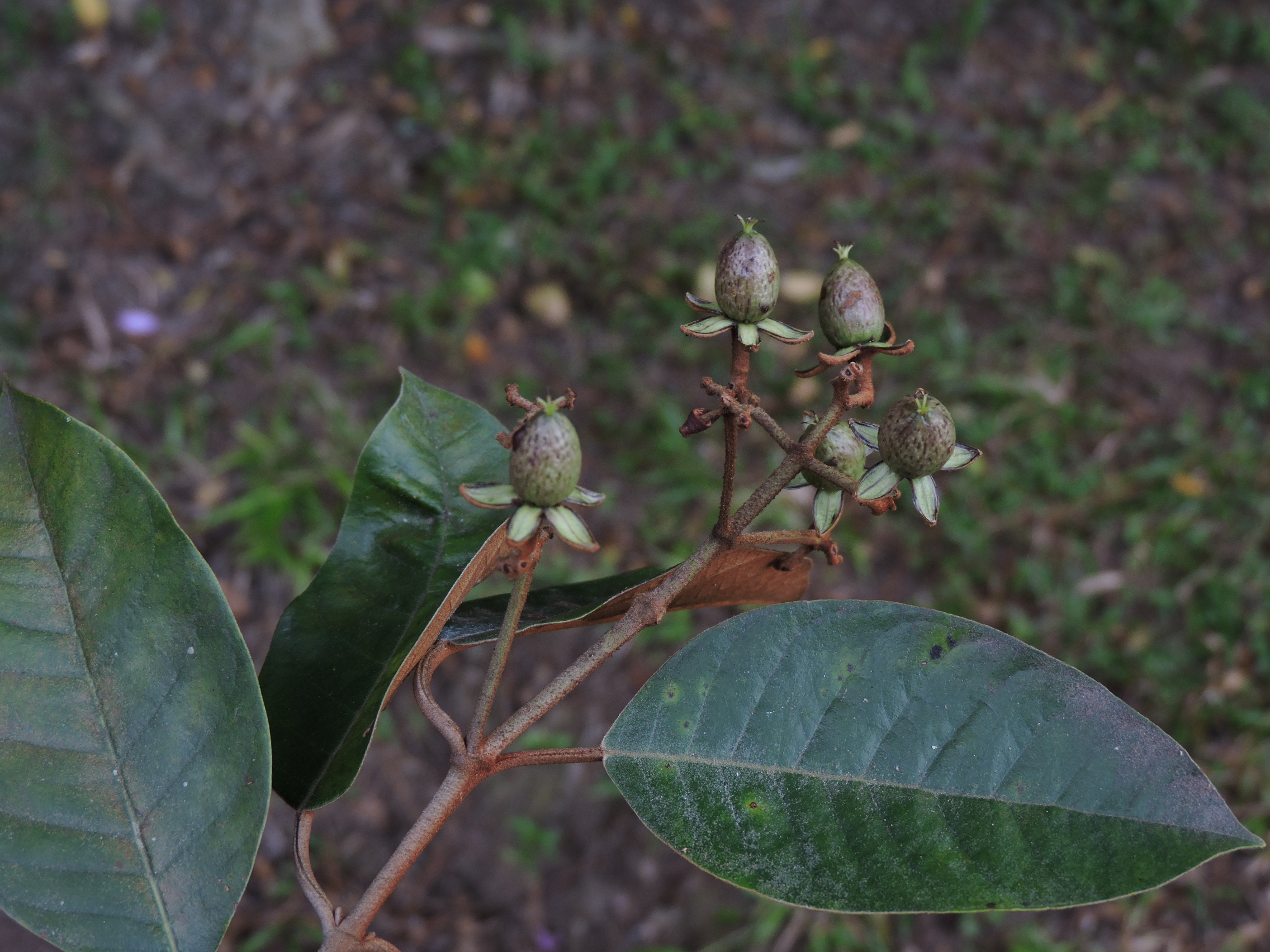 Hypericaceae Vismia magnoliifolia