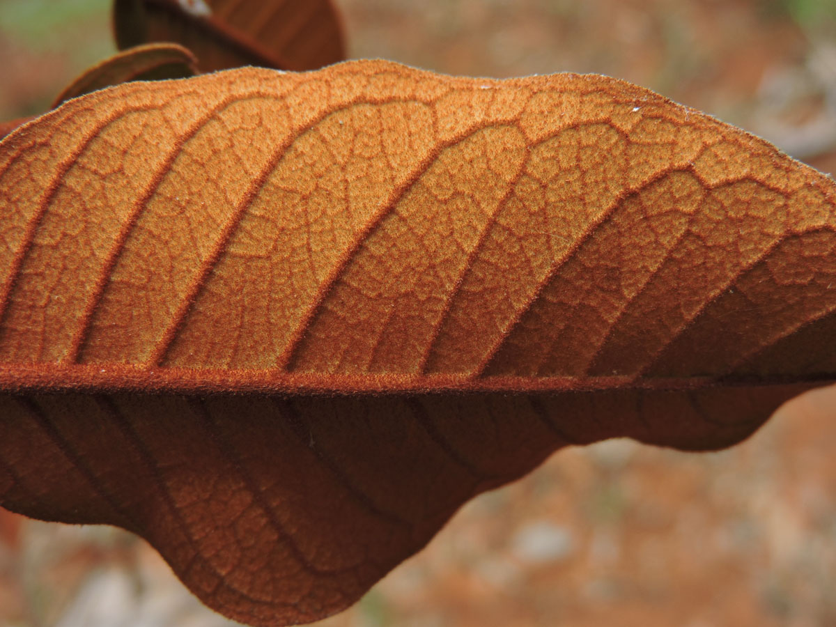 Hypericaceae Vismia magnoliifolia