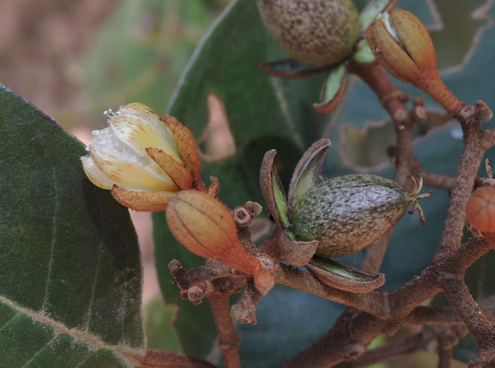 Hypericaceae Vismia magnoliifolia