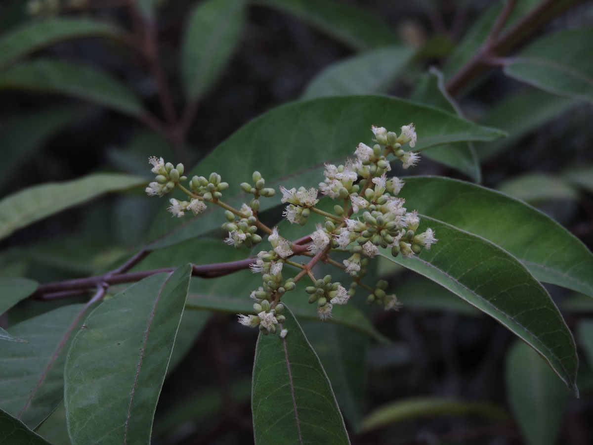 Hypericaceae Vismia micrantha