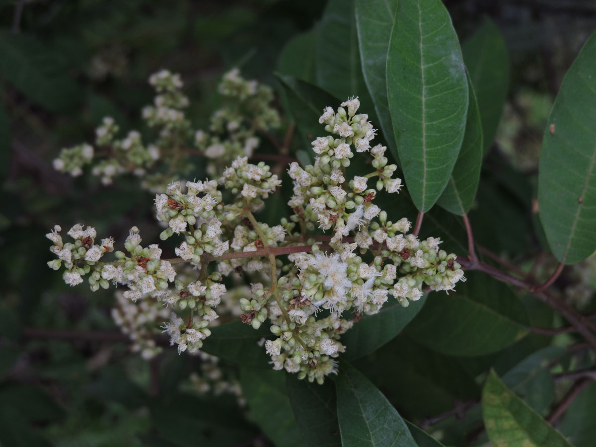 Hypericaceae Vismia micrantha