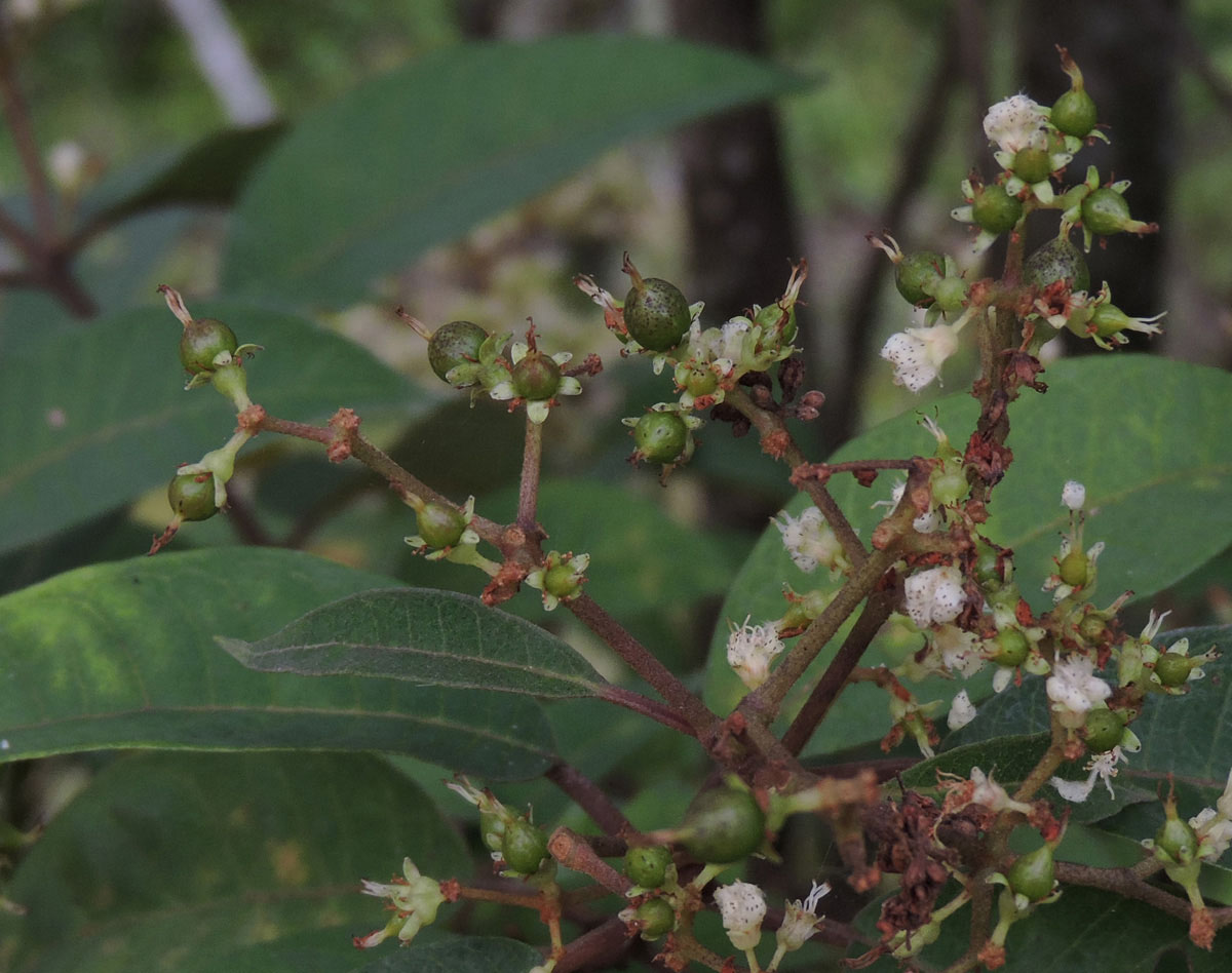 Hypericaceae Vismia micrantha