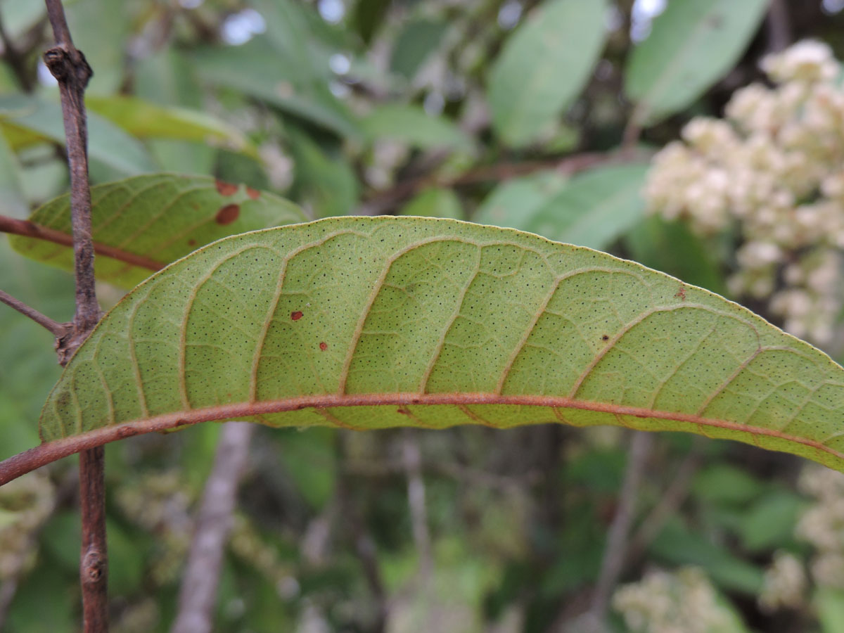 Hypericaceae Vismia micrantha