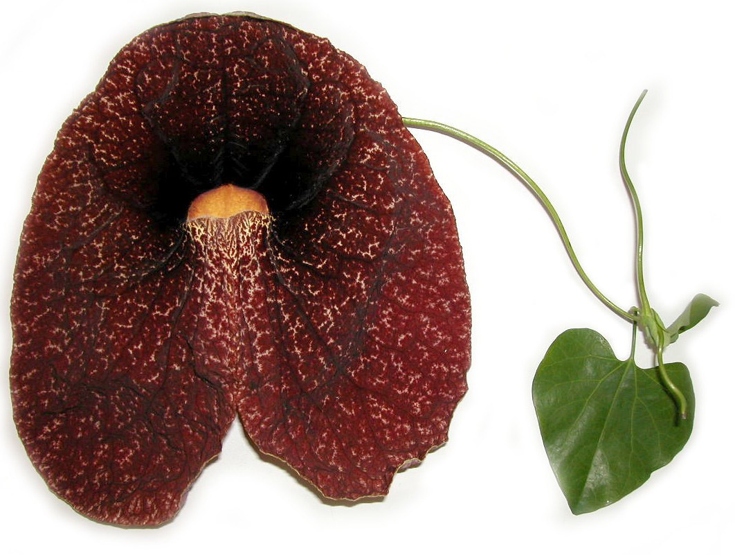 Aristolochiaceae Aristolochia gigantea