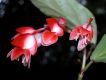 image of Begonia radicans