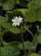 image of Chaptalia cordifolia