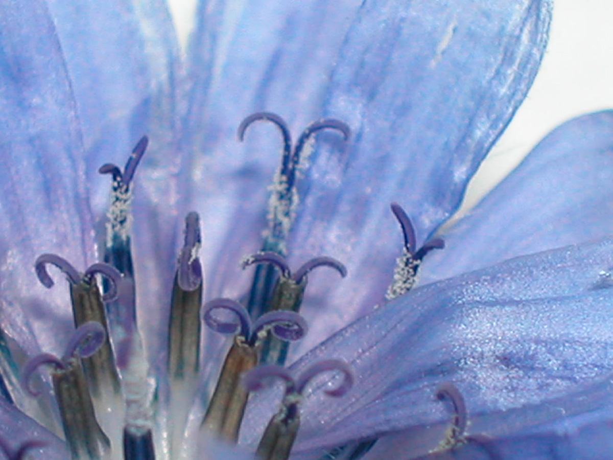 Asteraceae Cichorium intybus