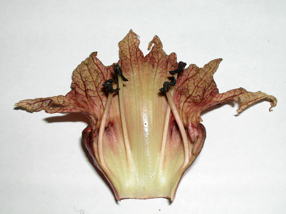 Bignoniaceae Crescentia cujete