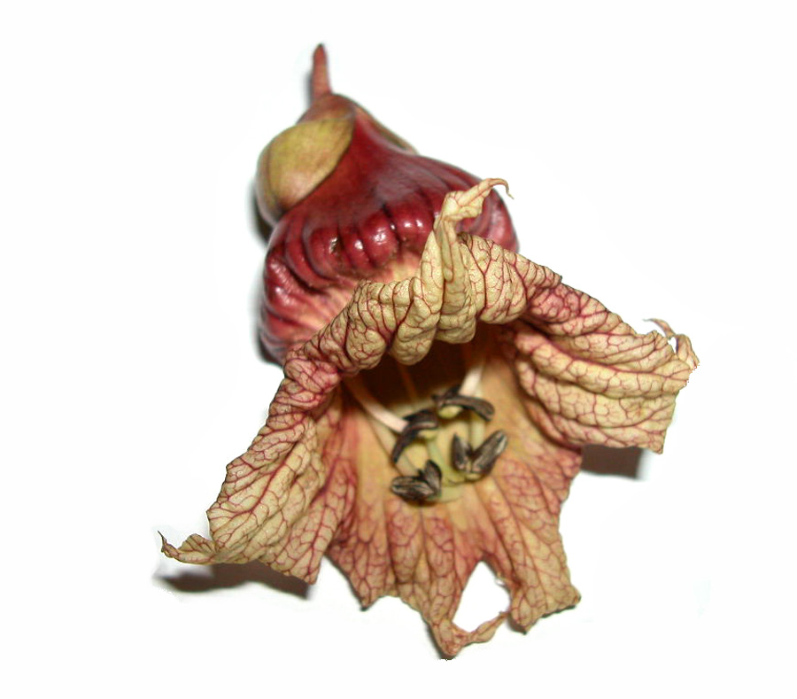 Bignoniaceae Crescentia cujete