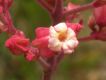 image of Fridericia speciosa