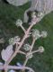 image of Oreopanax fulvum