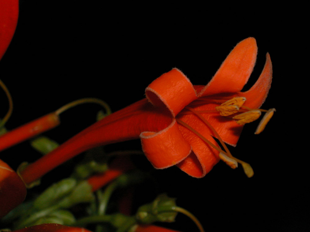 Bignoniaceae Pyrostegia venusta