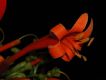 image of Pyrostegia venusta