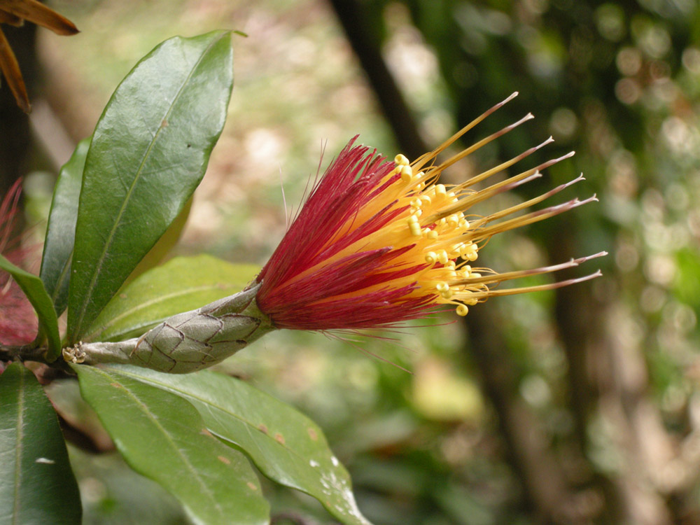Asteraceae Stifftia fruticosa