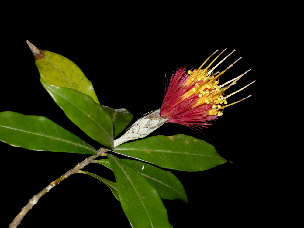 Asteraceae Stifftia fruticosa