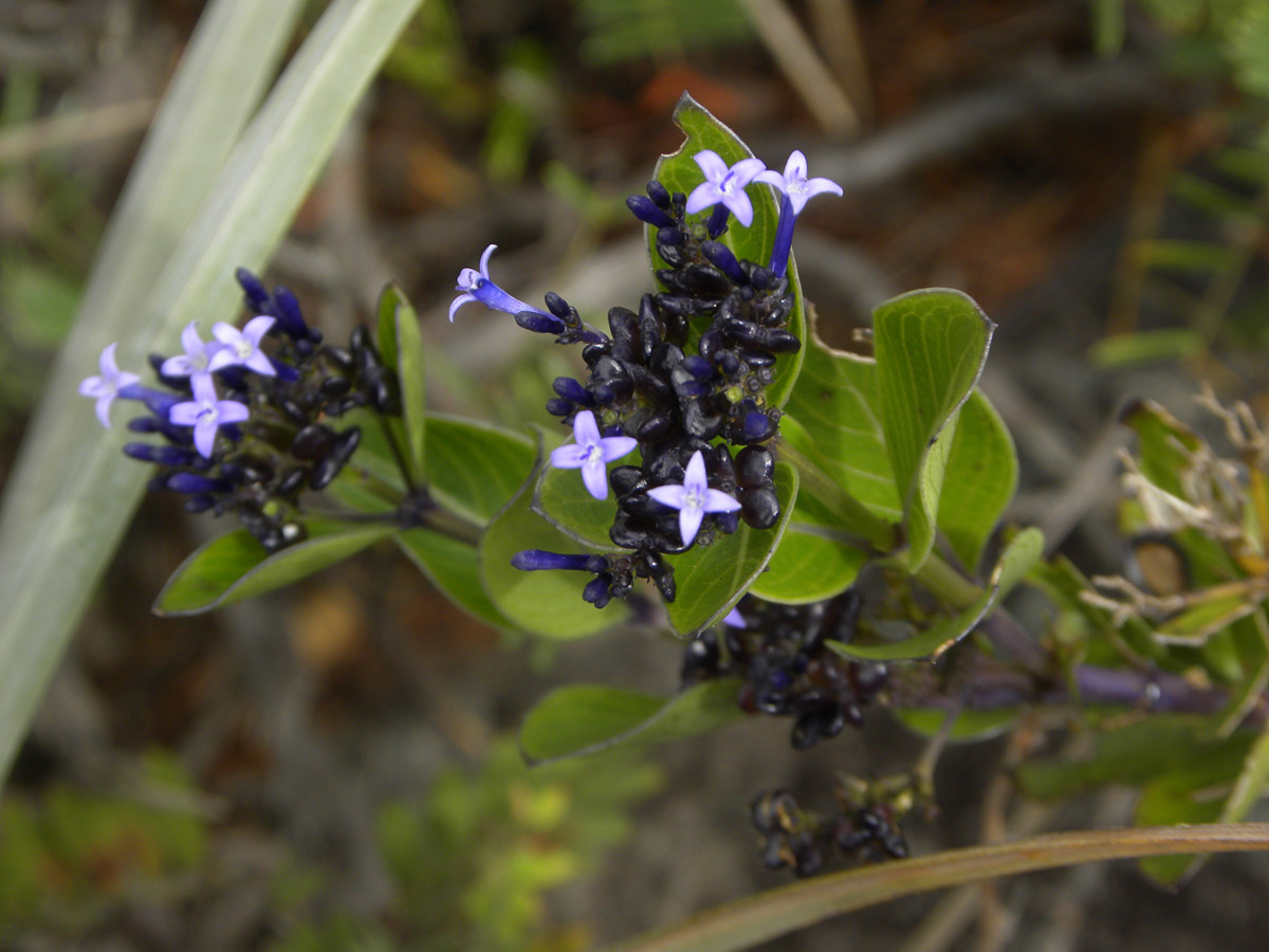 Rubiaceae Declieuxia fruticosa