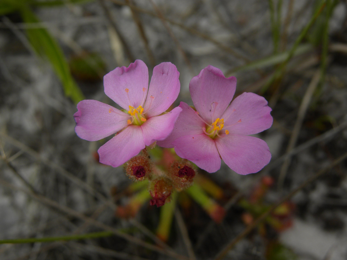 Droseraceae Drosera quartzicola