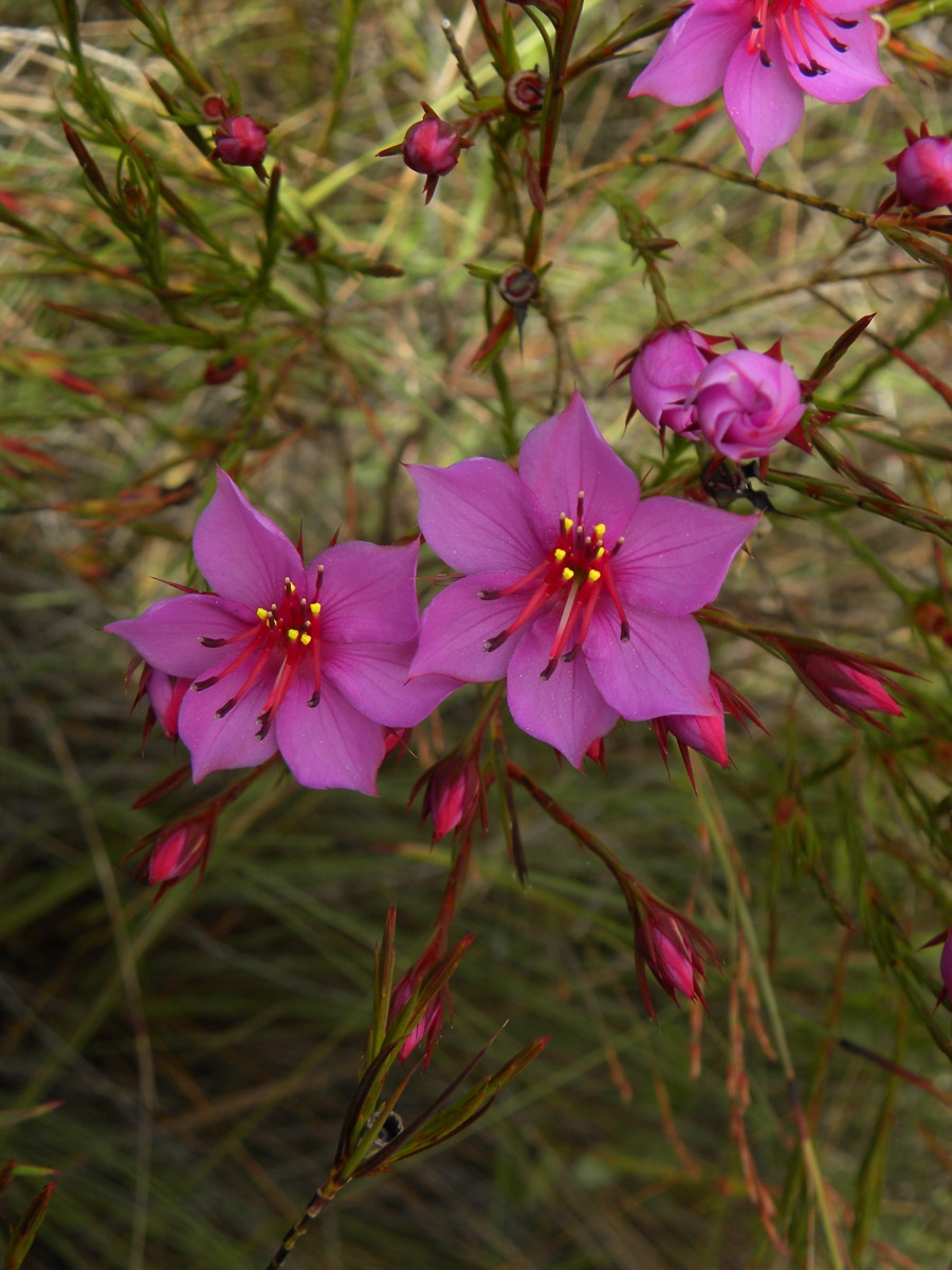 Melastomataceae Lavoisiera subulata