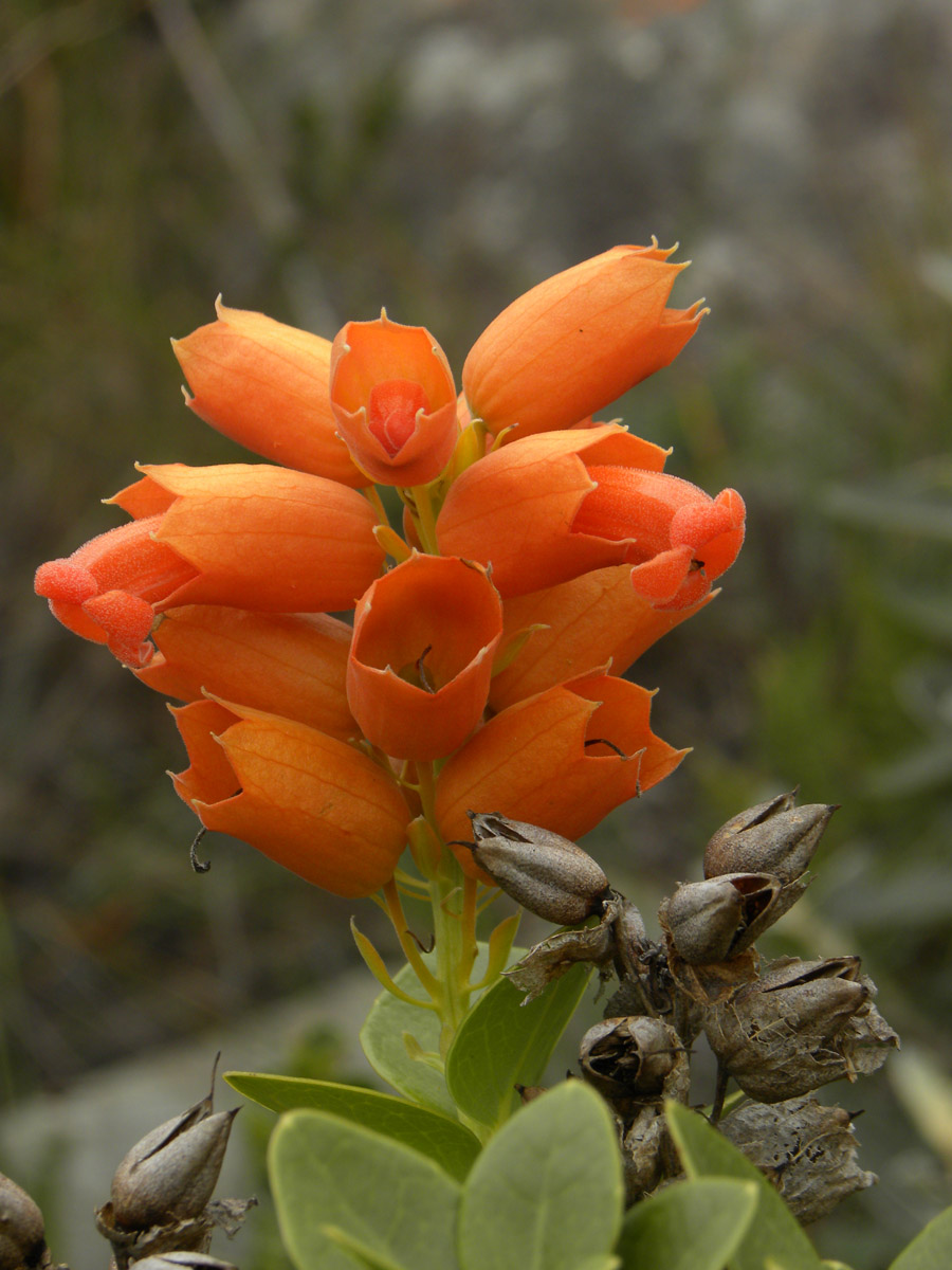 Orobanchaceae Physocalyx major