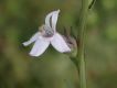 image of Lobelia camporum