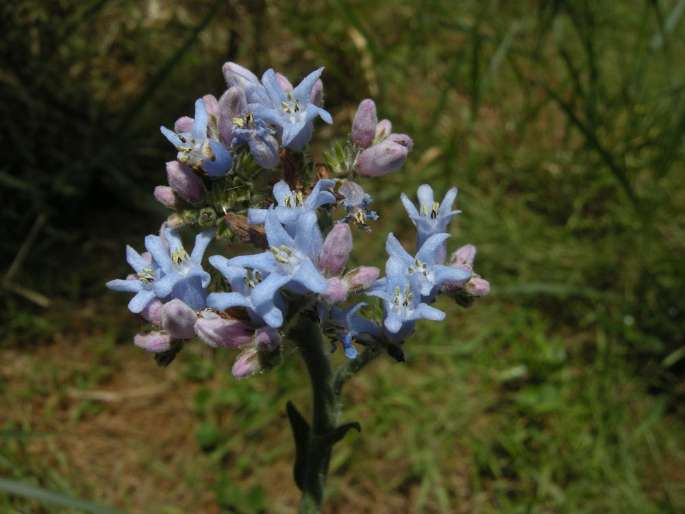 Boraginaceae Moritzia dusenii