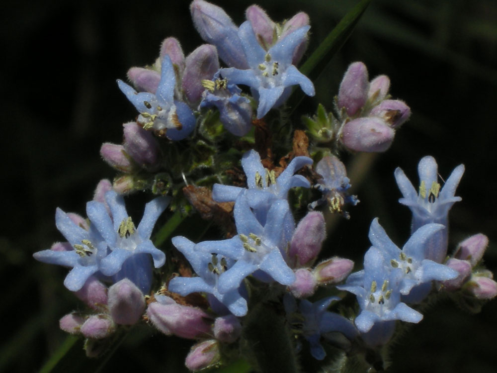 Boraginaceae Moritzia dusenii