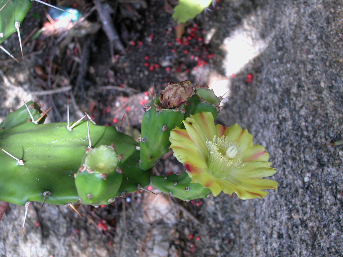 Cactaceae Opuntia monoacantha