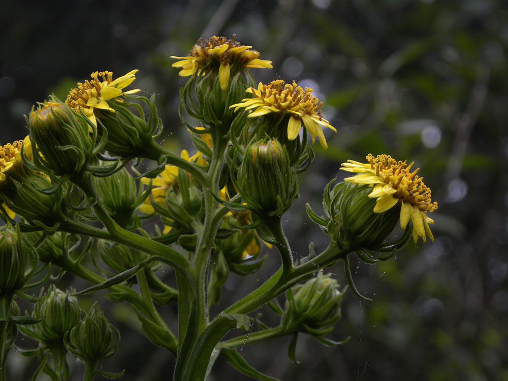 Asteraceae Trixis verbascifolia