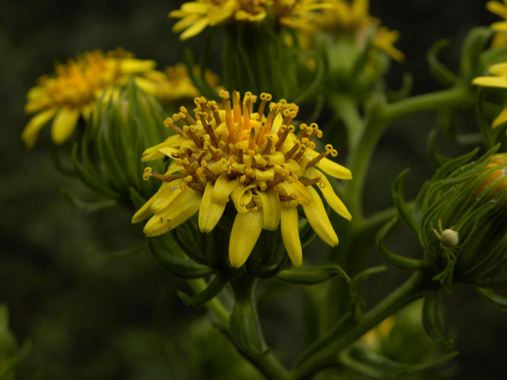 Asteraceae Trixis verbascifolia