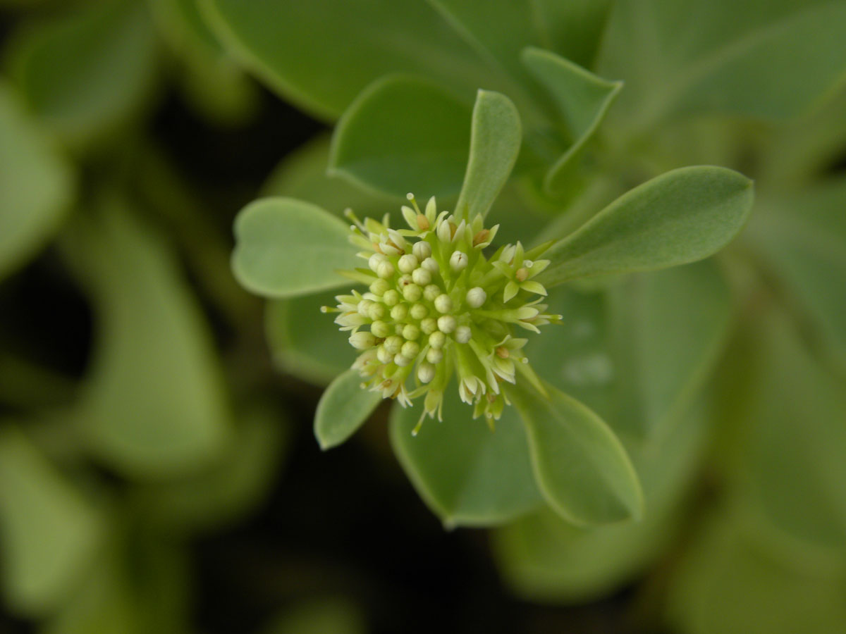 Calyceraceae Acicarpha spathulata