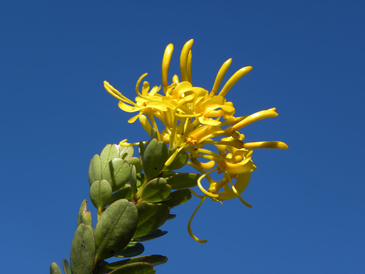 Vochysiaceae Vochysia microphylla
