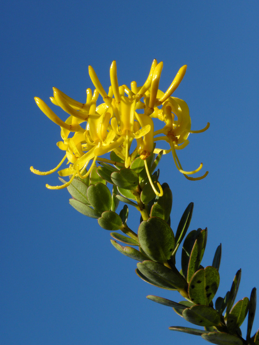 Vochysiaceae Vochysia microphylla