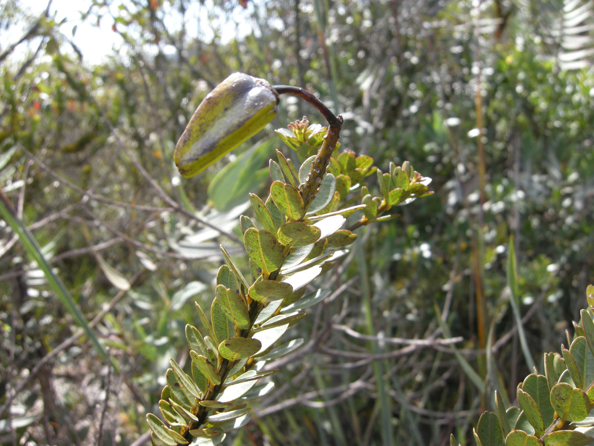 Vochysiaceae Vochysia microphylla