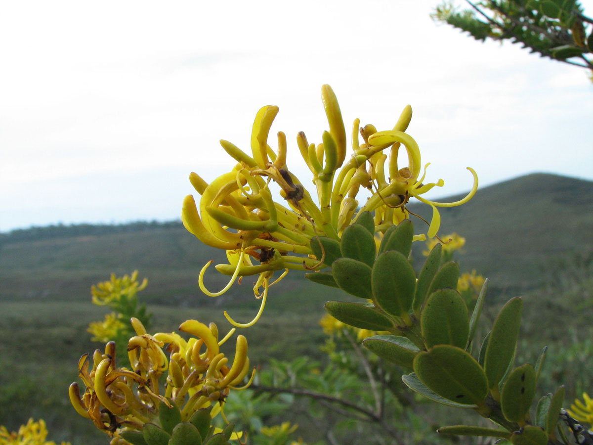 Vochysiaceae Vochysia microphylla