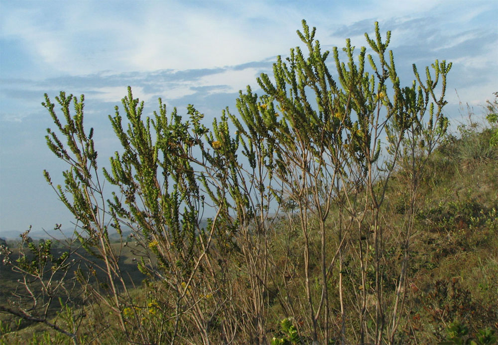 Vochysiaceae Vochysia microphylla