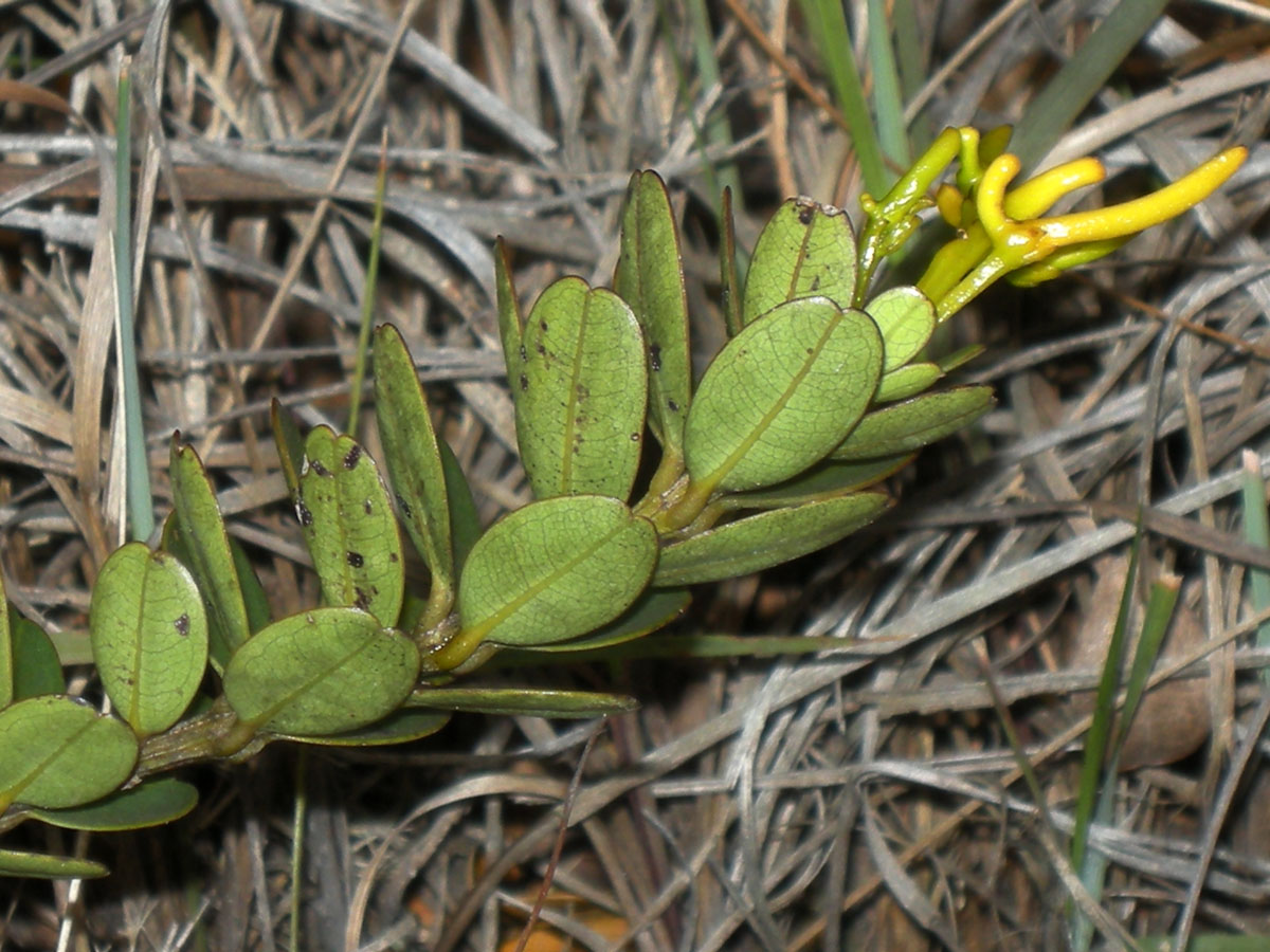 Vochysiaceae Vochysia microphylla