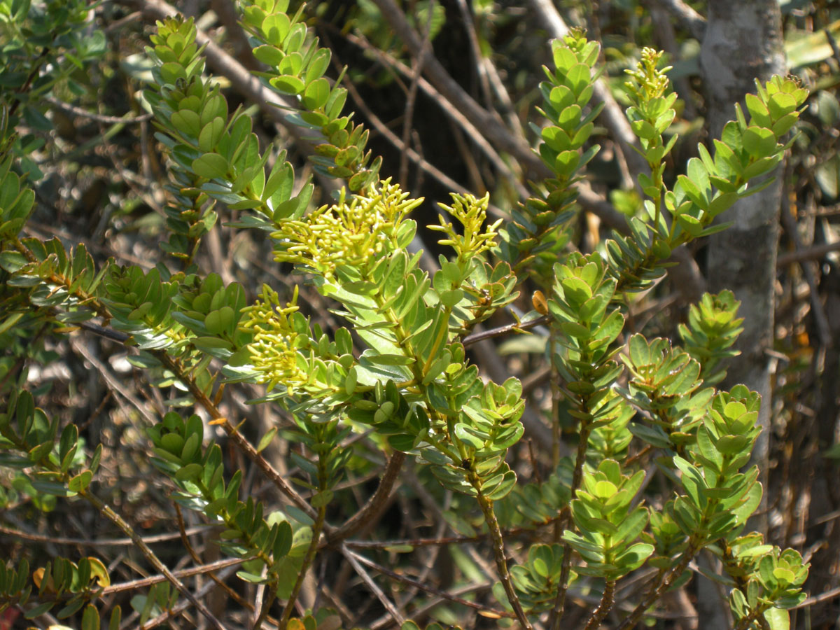 Vochysiaceae Vochysia microphylla