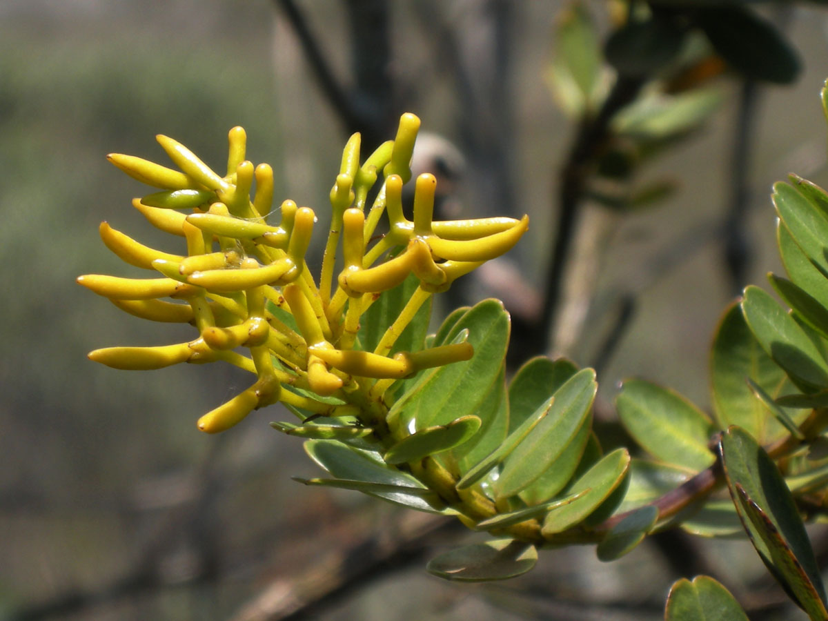Vochysiaceae Vochysia microphylla