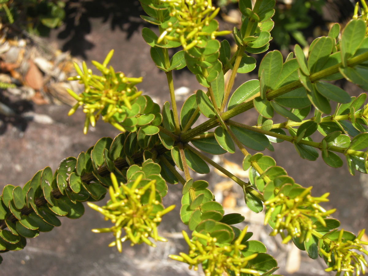 Vochysiaceae Vochysia microphylla