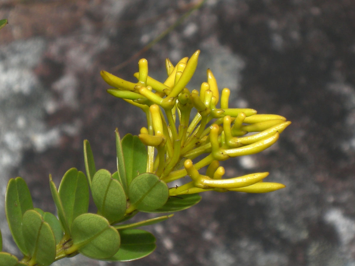 Vochysiaceae Vochysia microphylla