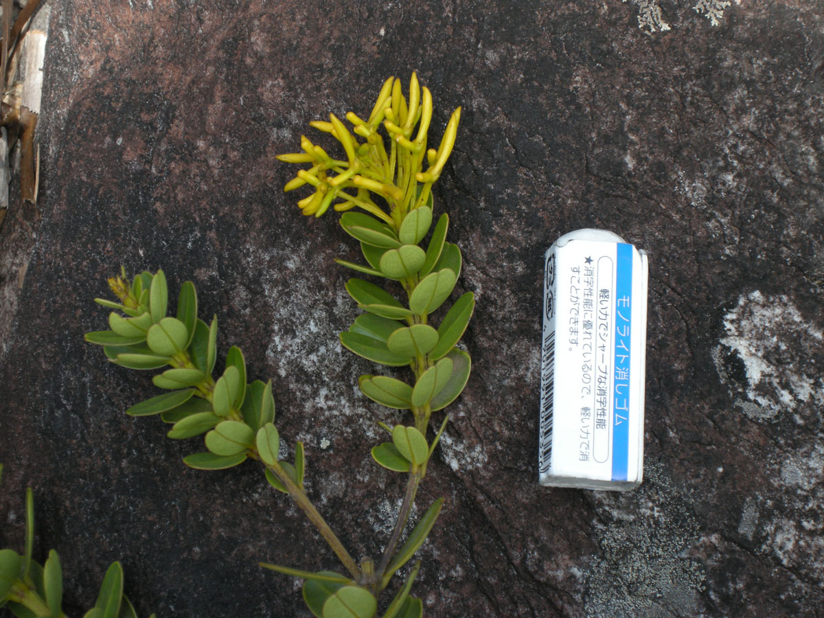 Vochysiaceae Vochysia microphylla