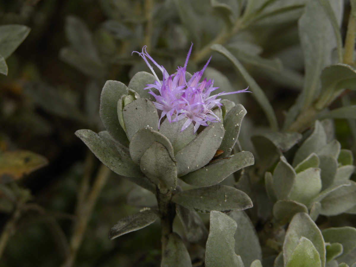 Asteraceae Piptolepis monticola