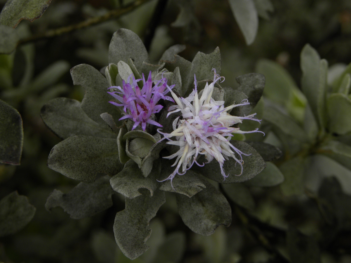 Asteraceae Piptolepis monticola