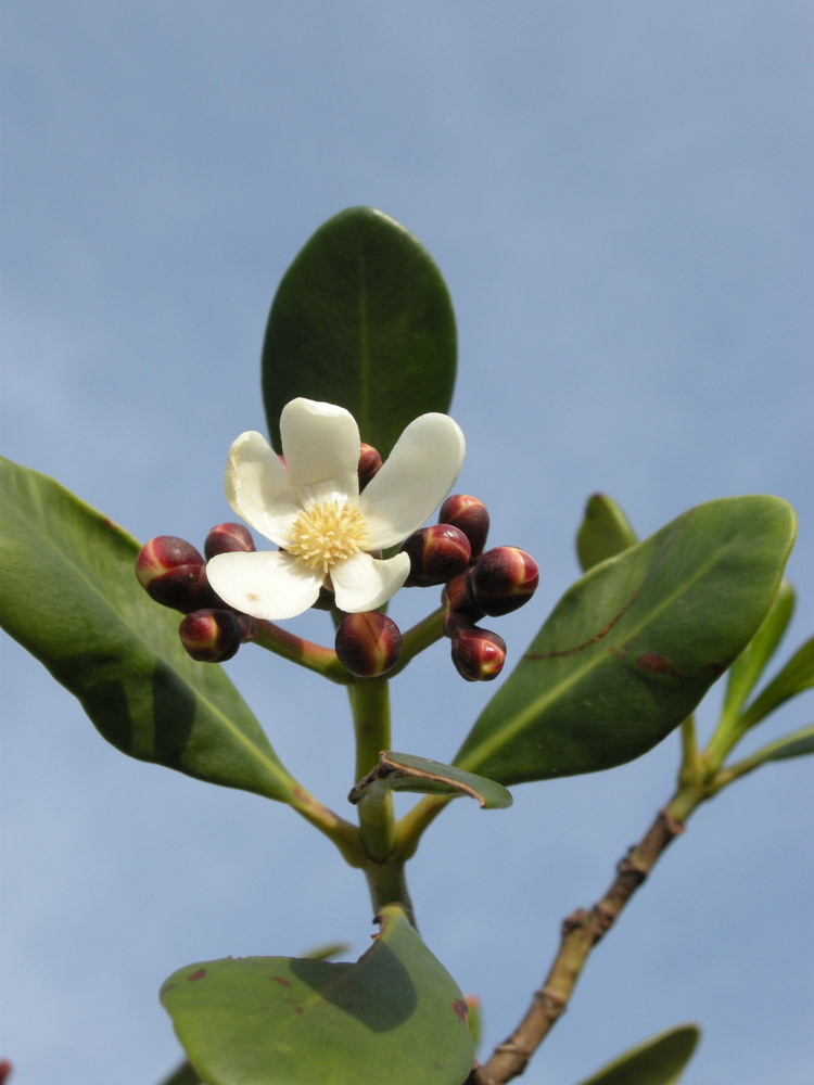 Clusiaceae Clusia criuva
